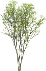 Obraz premium Side view of Hornbeam Tree - Carpinus Turczaninovii
