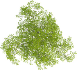 Top view of Hornbeam Tree - Carpinus Turczaninovii