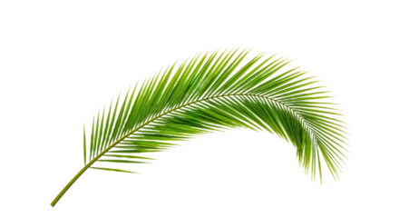 Tropical Frond Elegance: Fresh Palm Design Against White Backdrop