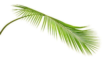 Obraz premium Tropical Frond Elegance: Fresh Palm Design Against White Backdrop