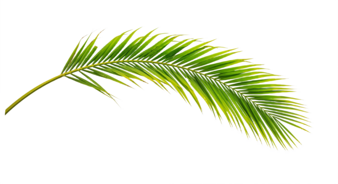 Tropical Frond Elegance: Fresh Palm Design Against White Backdrop