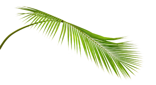 Tropical Frond Elegance: Fresh Palm Design Against White Backdrop
