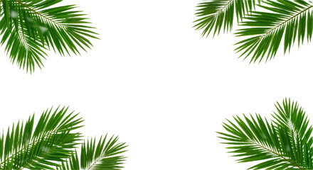Tropical Harmony: Symmetrical Palm Fronds for Fresh, Professional Design

