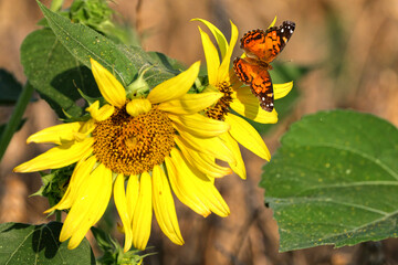 Gulf fritillary moth lit on the face of giant sunflower in field. 