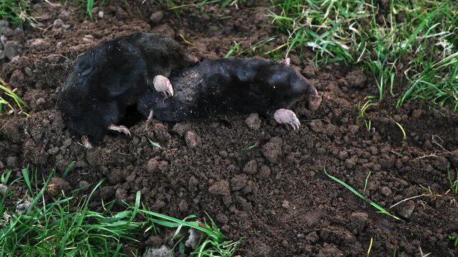 Mating of moles. Two moles mate on the surface of a dug-out pile. Breeding season. Talpa europaea side view close-up. An animal with black fur. Garden pest concept. High quality 4k footage.