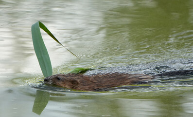 a muskrat (Ondatra zibethicus) swims in water carrying a green leaf