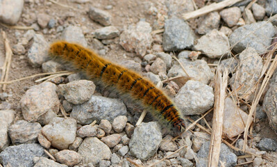 a hairy brown caterpillar with black stripes crawls on rocks