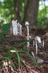 ghost pipe plant (monotropa uniflora)