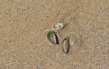 a hermit crab (Paguroidea) with its shell rests on the sandy beach