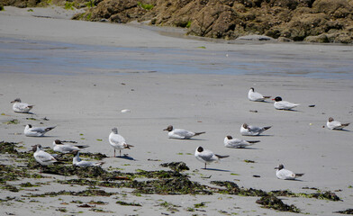 a group of black headed gulls (Chroicocephalus ridibundus) rests on a sandy beach