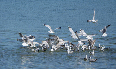 a large flock of seagulls congregating and flying over calm water