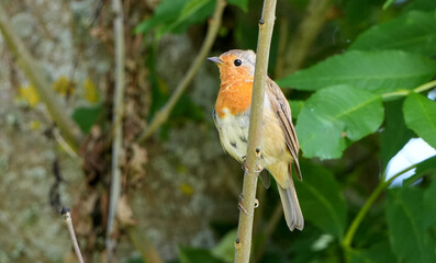 an european robin (Erithacus rubecula) perches on a bare tree branch