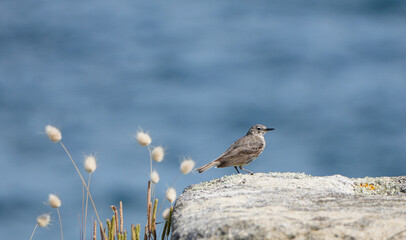 a female european stonechat (Saxicola rubicola) bird stands on a rock by the water