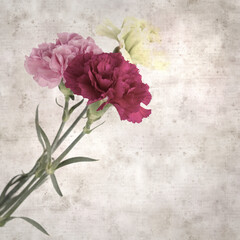 square stylish old textured paper background with hybrid carnation flowers 