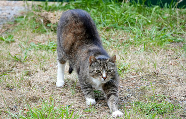 a cute tabby cat stretching on the grass and looking forward