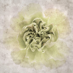 square stylish old textured paper background with hybrid carnation flowers 