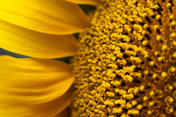 background of sunflower flower