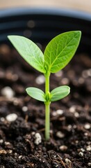 A young green plant sprout with two sets of leaves grows from dark soil in a black pot