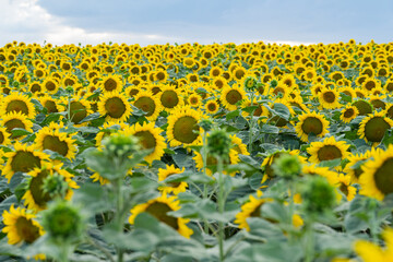 Obraz premium sunflower blooming in a field