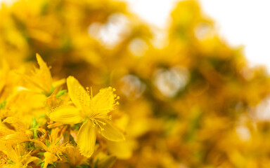 St. John's wort flowers