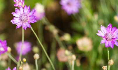 dried flowers in the meadow