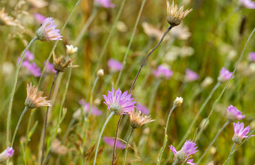 dried flowers in the meadow