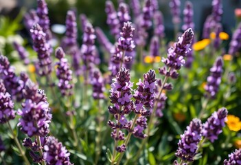 Obraz premium Lavender blooms thrive in a sun-drenched garden, fragrance, floral