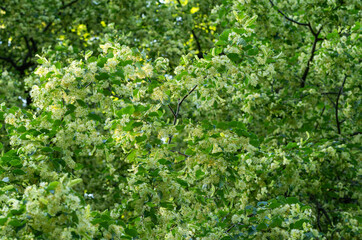 close up of blooming linden tree
