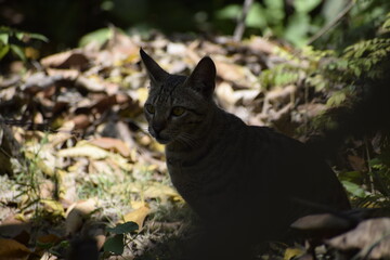 Cat steps gently through dry leaves in Amethi, India&mdash;March 2021. A quiet moment hidden in nature&rsquo;s earthy tones and shadows.