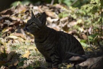 Obraz premium Cat steps gently through dry leaves in Amethi, India—March 2021. A quiet moment hidden in nature’s earthy tones and shadows.