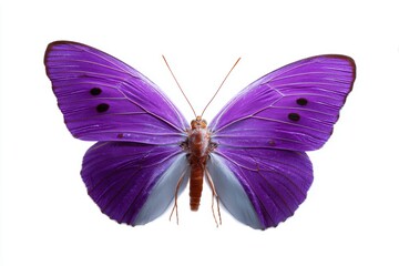 Obraz premium A single, vibrant purple butterfly, wings open, isolated on a pure white background. Nature, vibrant.