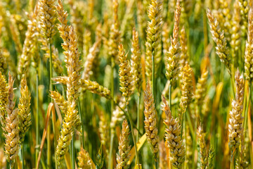 golden wheat in the field
