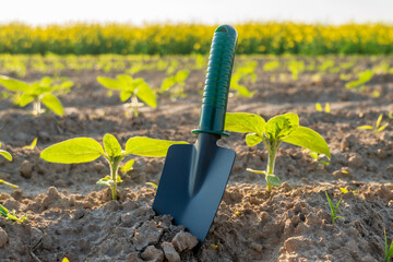 Gardening tools prepare the soil for planting seedlings in a bright field at sunrise