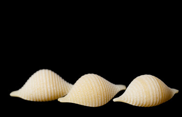 colored pasta shells