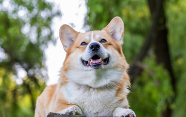 close-up portrait of a red corgi pembroke