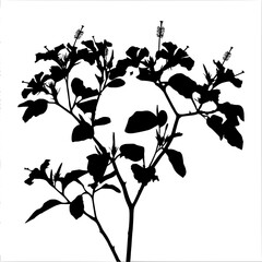 Basil Herb Silhouette – Aromatic Culinary Plant Vector Graphic
