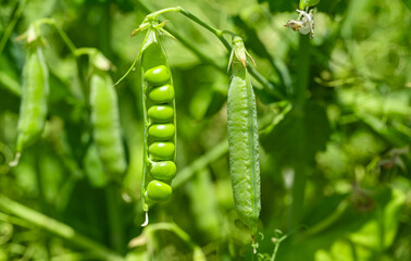 green peas growing