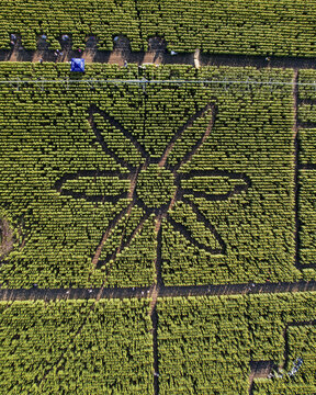 Aerial view of a sprawling, verdant cornfield maze with a central flower design carved into the crops, Boonah, Queensland, Australia.