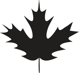 Black maple leaf silhouette white nature