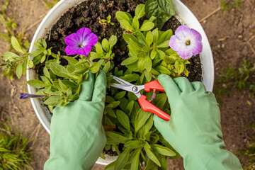 A gardener in green gloves is pruning petunias. Pruning petunias for lush blooming