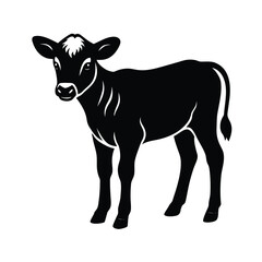 Obraz premium A young calf stands looking forward in a black silhouette