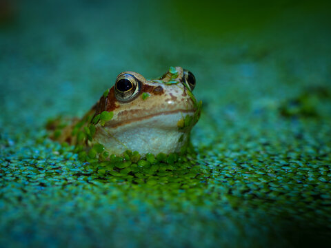 frog in a garden pond
