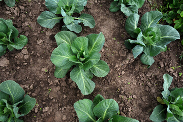A bed of young cabbage leaves.