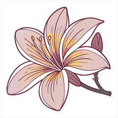 Flower  Vector 