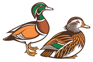 Colorful Duck Duo: A Pair of Aquatic Birds with Detailed Feather Patterns