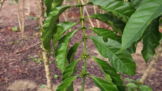 Stems of coffee plants