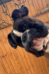Cute Boxer Dog Making a Silly Face. Funny Boxer Dog Close-Up with Goofy Expression. Close-Up of Playful Boxer Dog Tilting Head