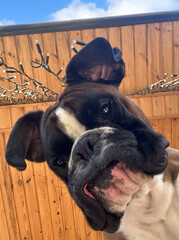 Playful Boxer Dog with Head Down and Silly Face. Boxer Dog Making a Funny Face While Looking Down