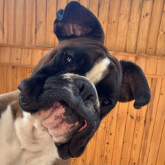 Cute Boxer Dog Making a Silly Face. Funny Boxer Dog Close-Up with Goofy Expression. Close-Up of Playful Boxer Dog Tilting Head