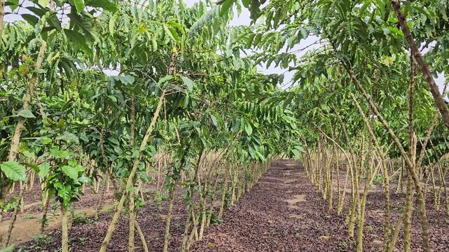robusta coffee field